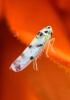 Eupteryx sp.
